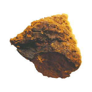 Champignon chaga boréal 