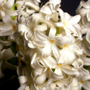 Hyacinth