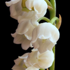 Lily of the valley