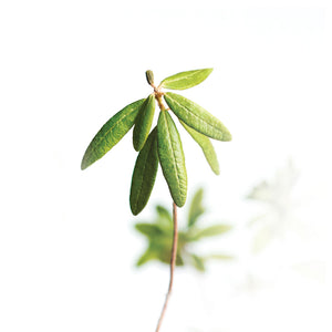 Labrador Tea Extract